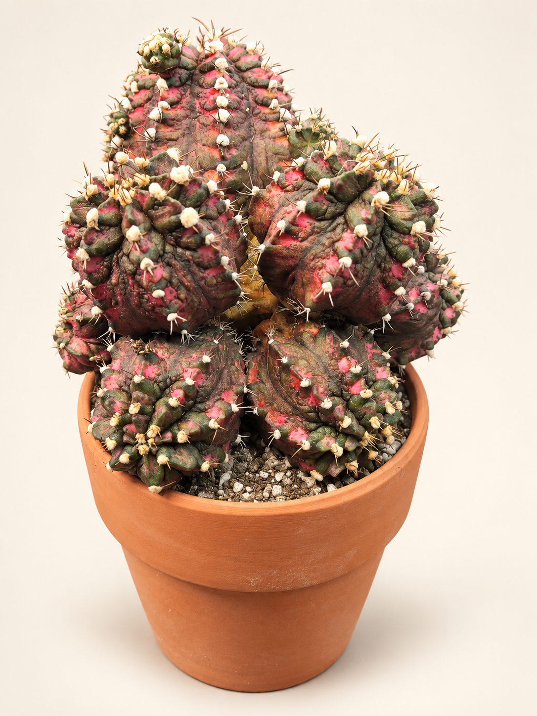 Variegated collector cactus in a terracotta pot
