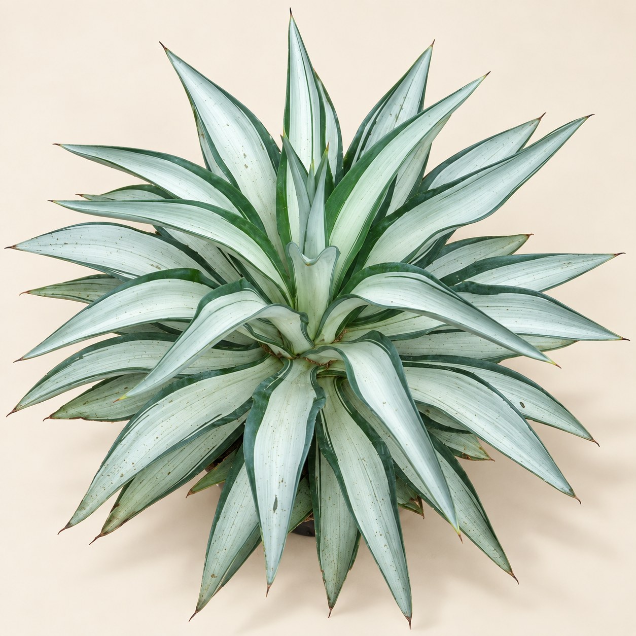 Agave editorial collection photograph