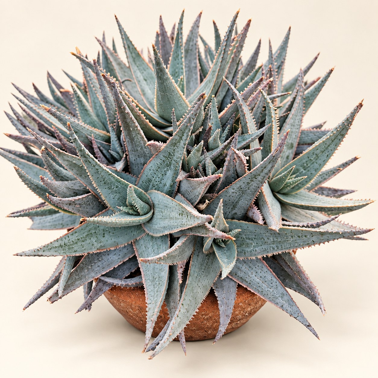 Aloe editorial collection photograph
