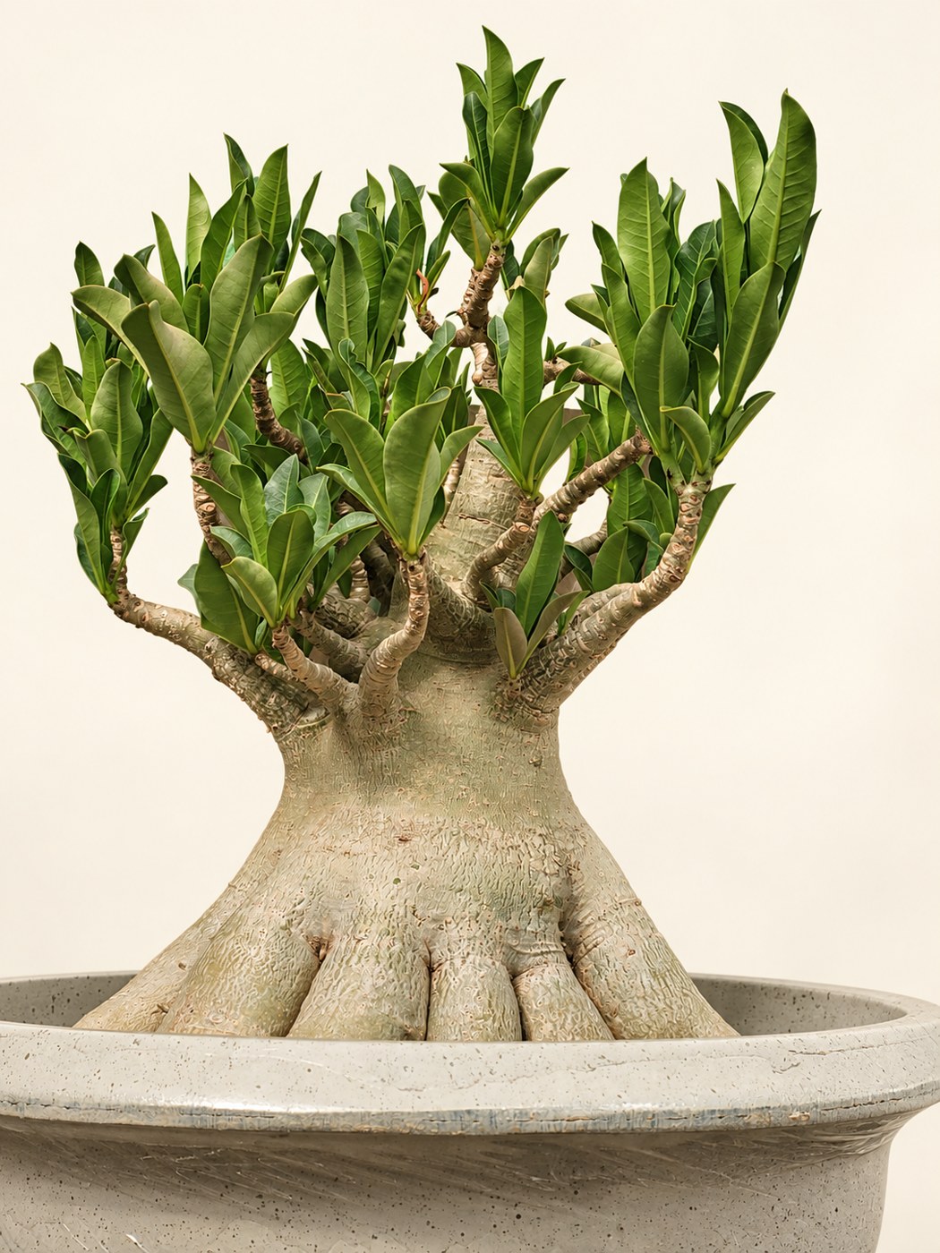 Styled plant photograph from Pioneer’s collection