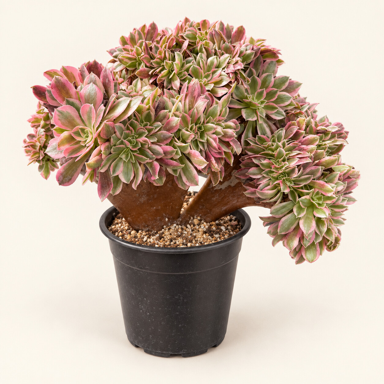 Other Succulents editorial collection photograph