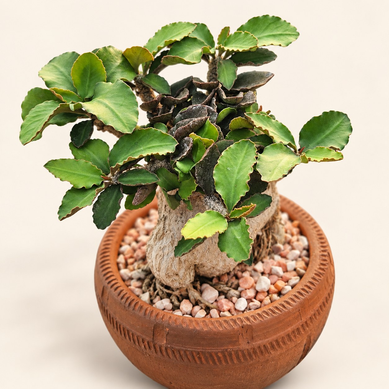 Sculptural Euphorbia — styled plant photograph from Pioneer’s collection