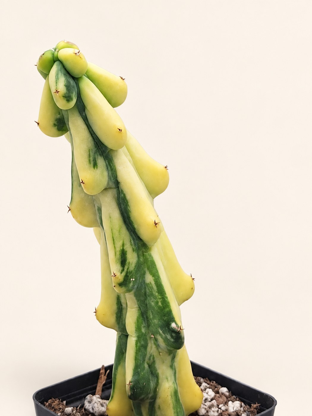 Golden architecture — styled plant photograph from Pioneer’s collection