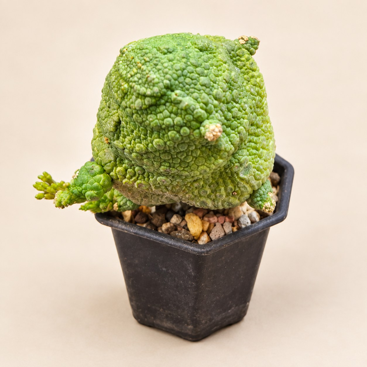 Stapeliads editorial collection photograph