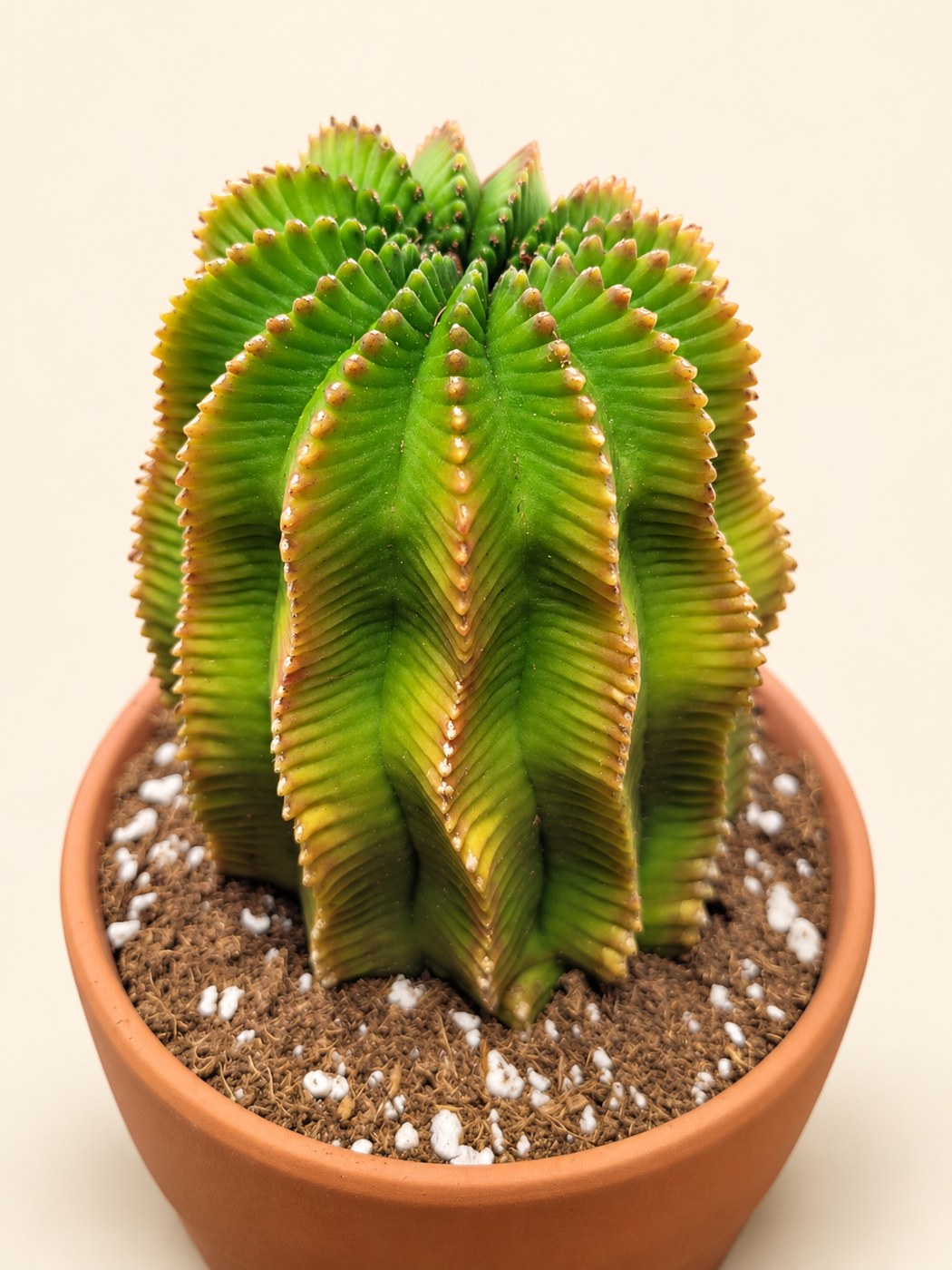Pleats & color — styled plant photograph from Pioneer’s collection