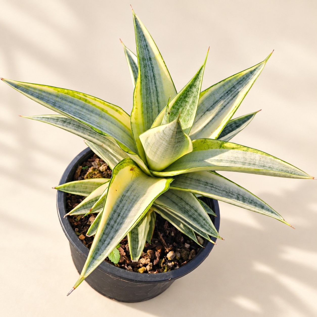 Sansevieria editorial collection photograph