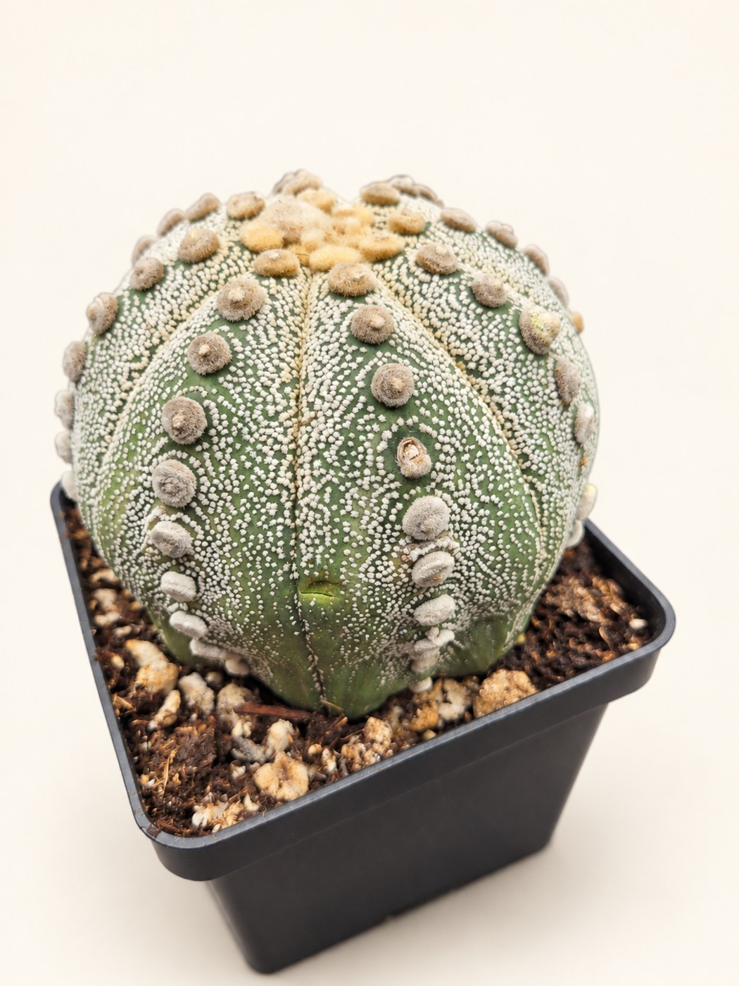 A study in symmetry — styled plant photograph from Pioneer’s collection