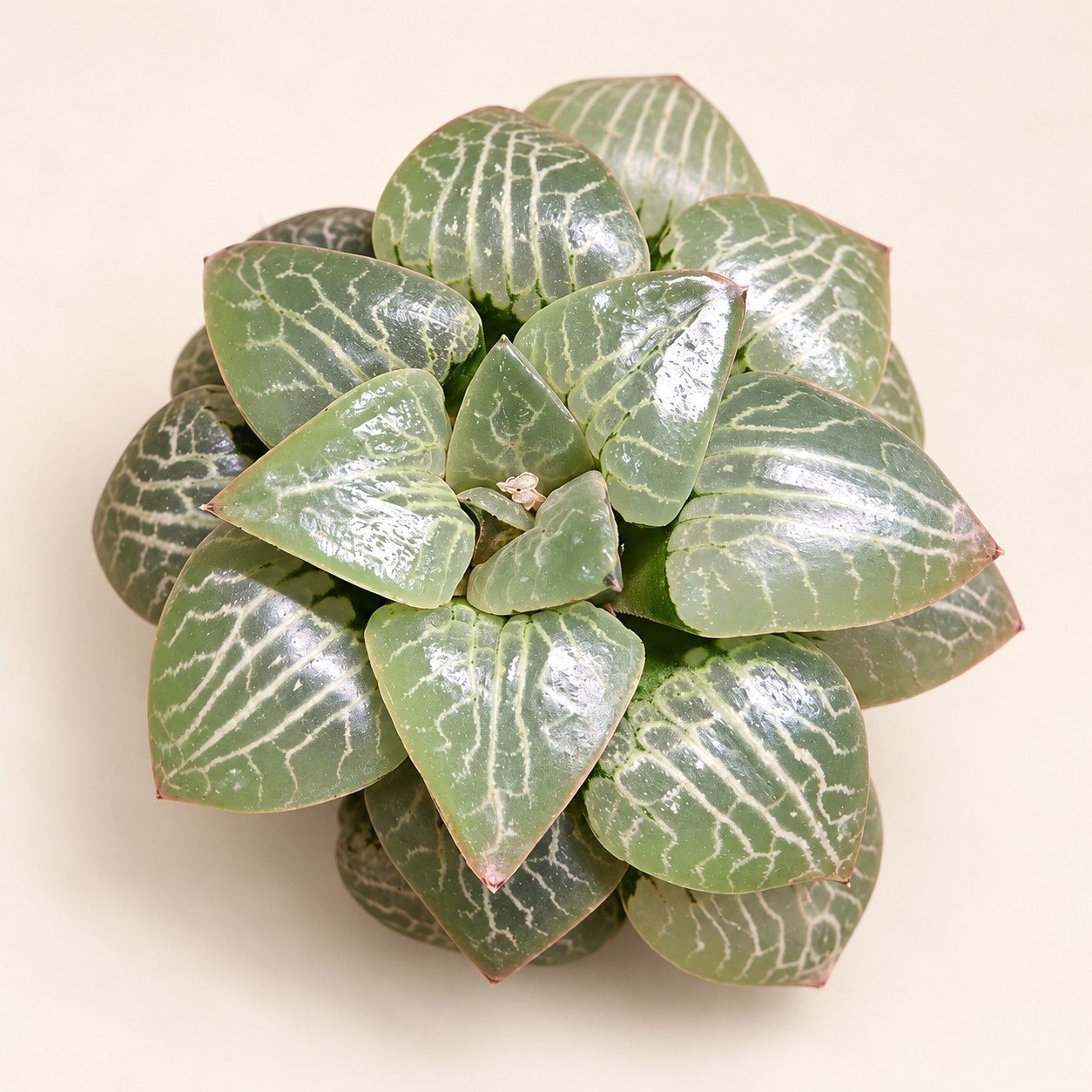 Haworthia & Related editorial collection photograph
