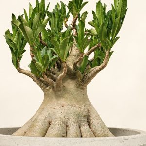 Caudex study — digitally restyled editorial photograph