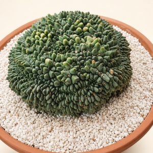 Crested cactus study — digitally restyled editorial photograph