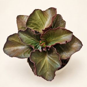 Euphorbia francoisii — digitally restyled editorial photograph