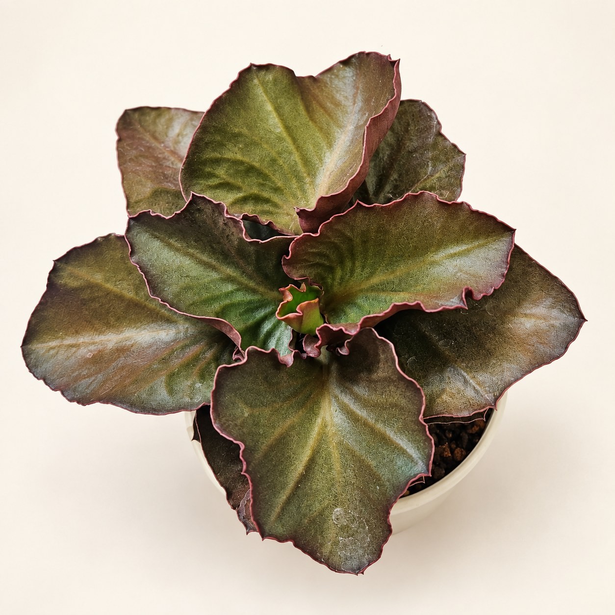 Euphorbia francoisii — digitally restyled editorial photograph