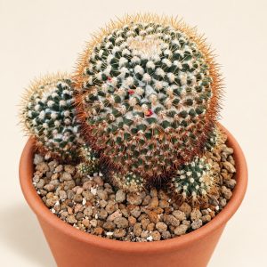 Gold-spined cactus cluster — digitally restyled editorial photograph