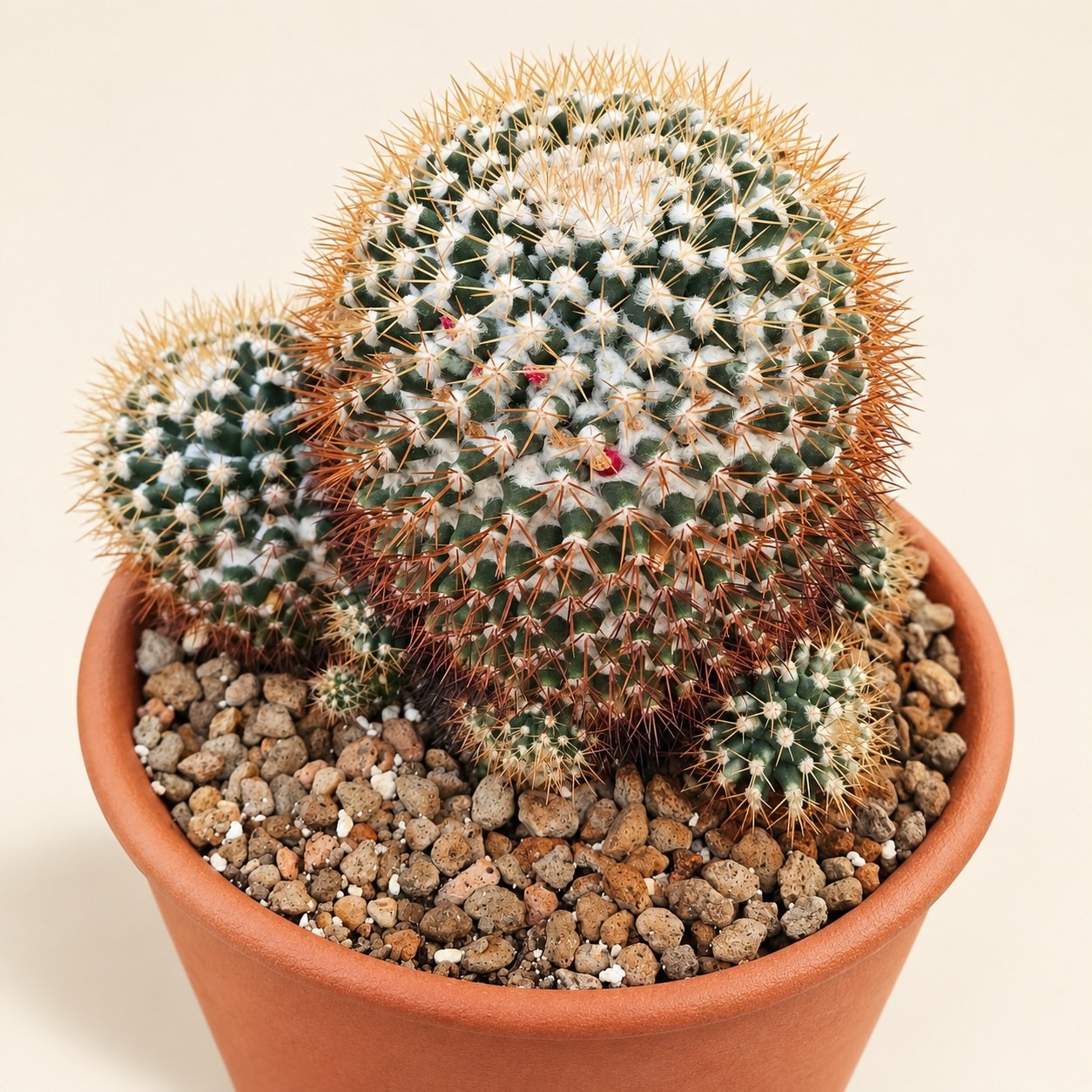 Gold-spined cactus cluster — digitally restyled editorial photograph