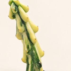 Golden column cactus — digitally restyled editorial photograph