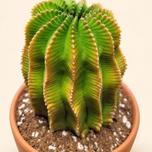 Pleated gold cactus — digitally restyled editorial photograph