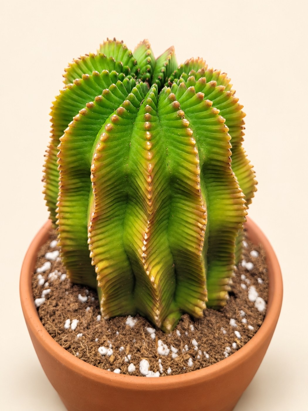 Pleated gold cactus — digitally restyled editorial photograph