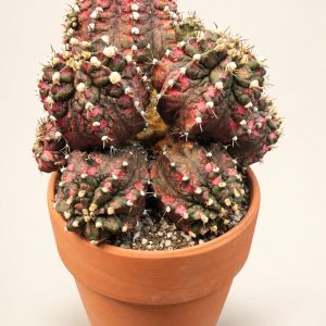 Rose & green cactus — digitally restyled editorial photograph