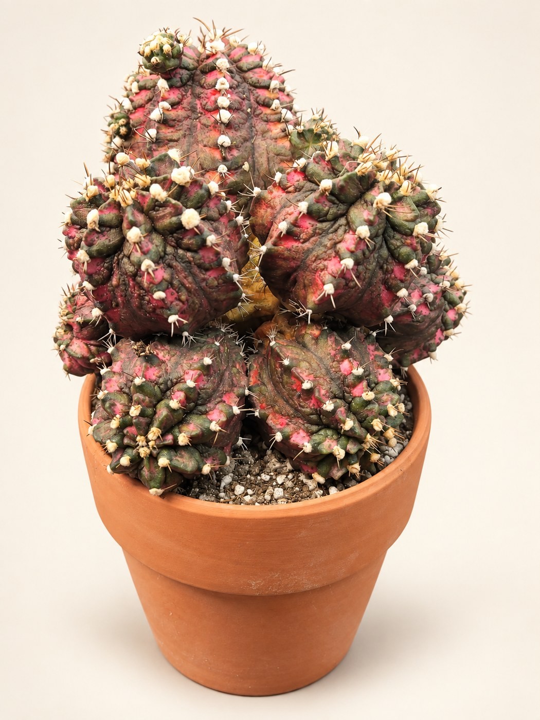 Rose & green cactus — digitally restyled editorial photograph