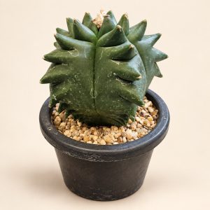 Sculpted crown cactus — digitally restyled editorial photograph
