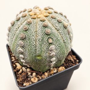 Speckled disc cactus — digitally restyled editorial photograph