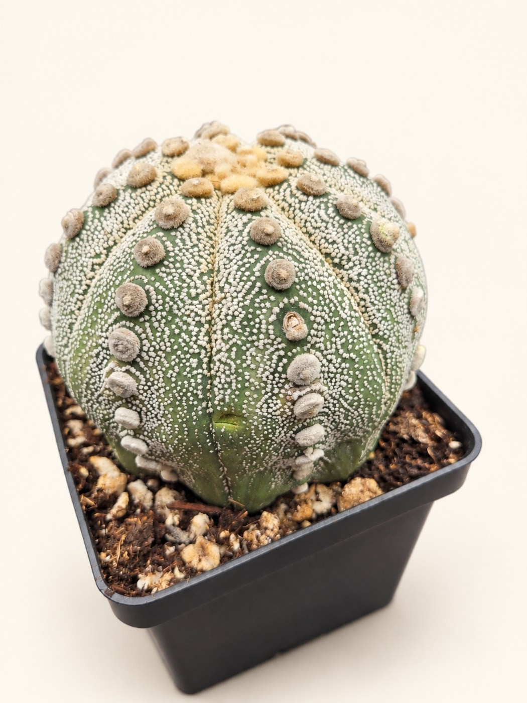 Speckled disc cactus — digitally restyled editorial photograph