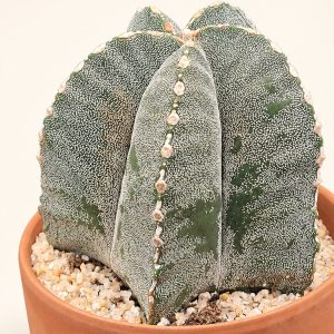 Speckled star cactus — digitally restyled editorial photograph