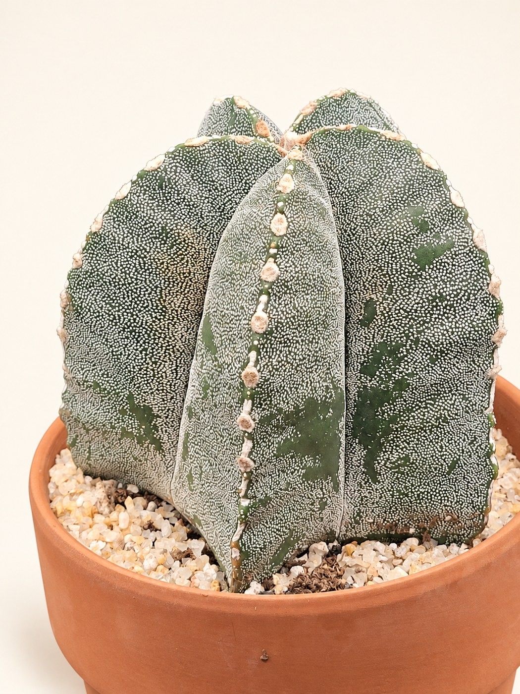 Speckled star cactus — digitally restyled editorial photograph