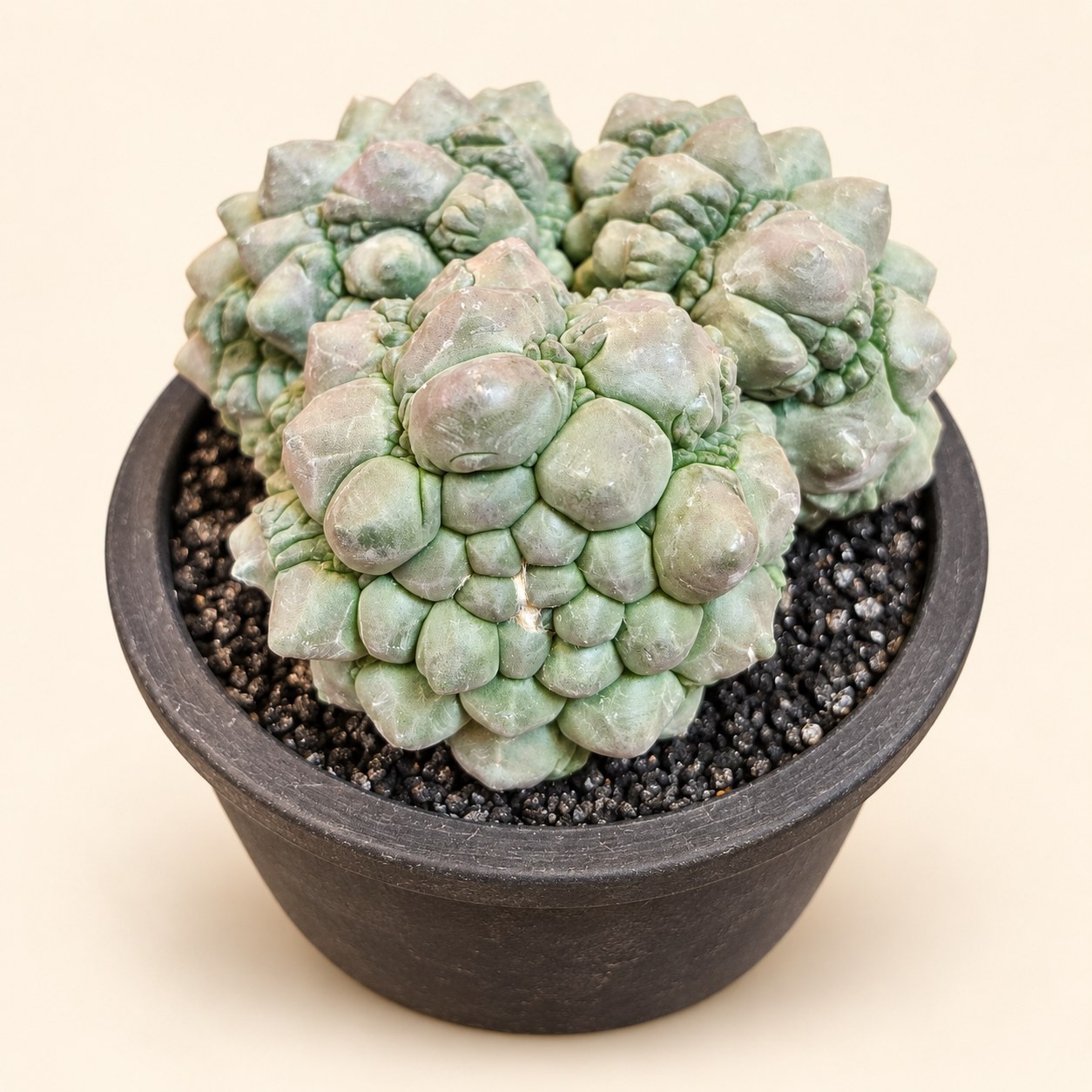 Stone-textured cactus cluster — digitally restyled editorial photograph