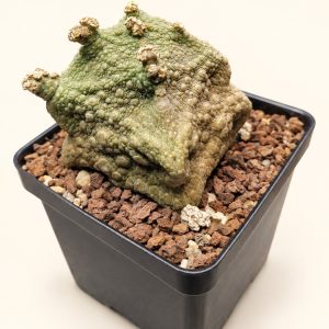 Textured cactus study — digitally restyled editorial photograph