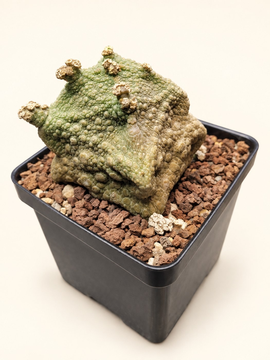 Textured cactus study — digitally restyled editorial photograph